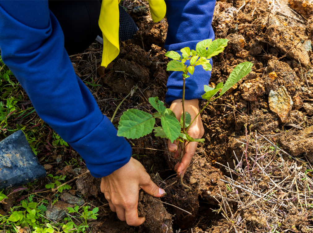 Hands planting